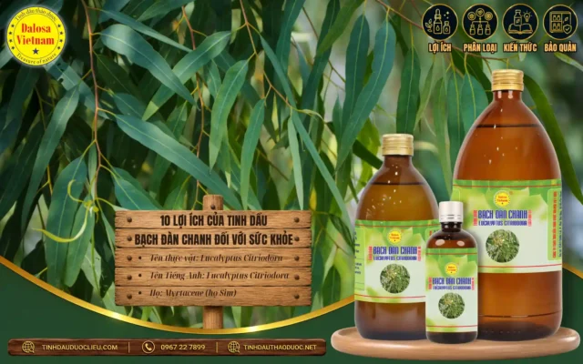 10 lợi ích của tinh dầu bạch đàn chanh đối với sức khỏe 