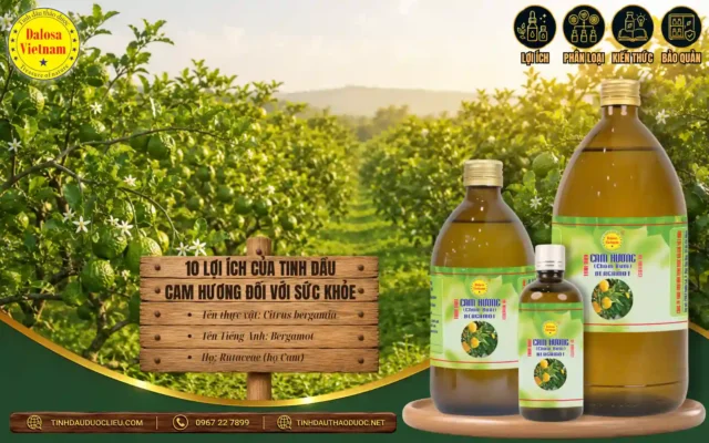 10 Lợi Ích Của Tinh Dầu Cam Hương Đối Với Sức Khoẻ 1 tinh dầu cam hương có nhiều lợi ích cho sức khỏe