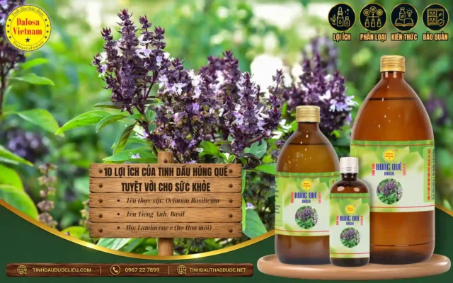 10 Lợi Ích Của Tinh Dầu Húng Quế Tuyệt Vời Cho Sức Khoẻ 1 10 lợi ích của tinh dầu húng quế đối với sức khỏe
