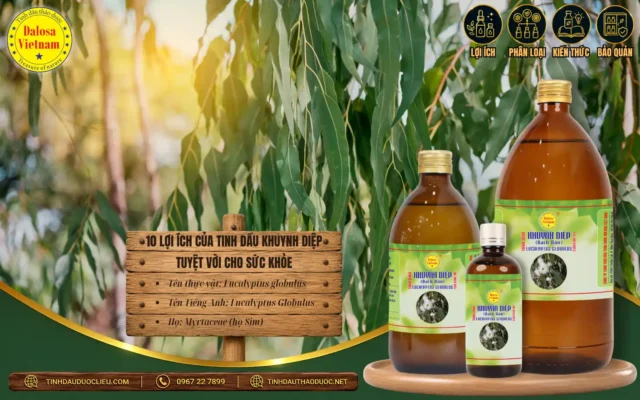 10 lợi ích của tinh dầu khuynh diệp cho sức khỏe