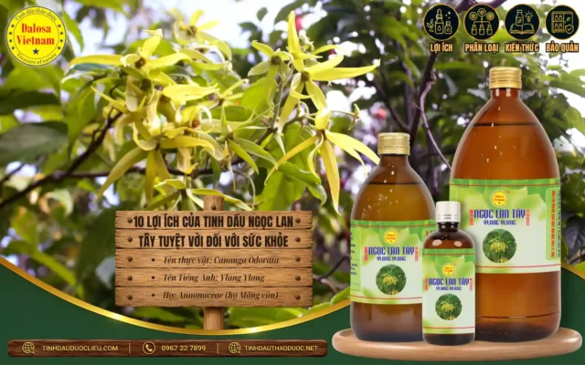 10 Lợi Ích Của Tinh Dầu Ngọc Lan Tây Tuyệt Vời Đối Với Sức Khoẻ