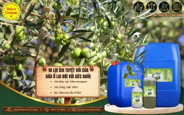 10 Lợi Ích Tuyệt Vời Của Dầu Ô Liu Đối Với Sức Khoẻ 1 10 lợi ích tuyệt vời của dầu ô liu đối với sức khỏe