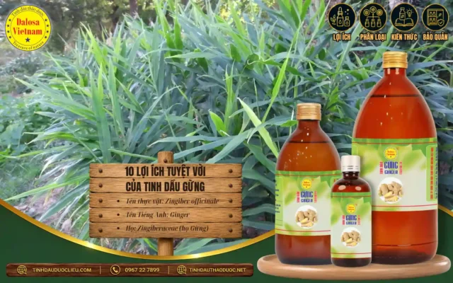 10 Lợi Ích Tuyệt Vời Của Tinh Dầu Gừng 1 10 lợi ích tuyệt vời của tinh dầu gừng