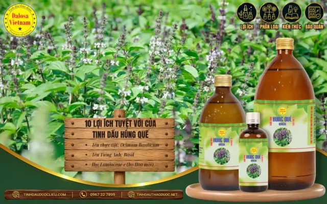 10 Lợi Ích Tuyệt Vời Của Tinh Dầu Húng Quế 1 10 lợi ích tuyệt vời của tinh dầu húng quế