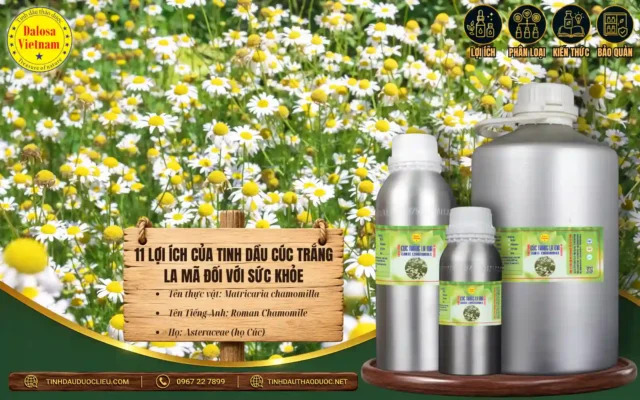 11 lợi ích của tinh dầu cúc trắng la mã 