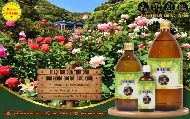 11 Lợi Ích Của Tinh Dầu Hoa Hồng