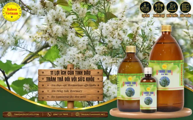 11 lợi ích của tinh dầu tràm trà đối với sức khỏe 
