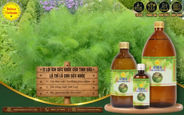 11 lợi ích sức khỏe của tinh dầu thì là 