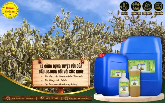 12 công dụng tuyệt vời của dầu jojoba đối với sức khỏe 