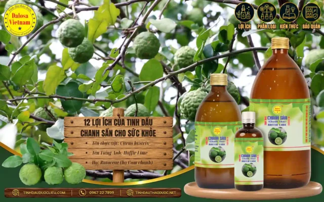12 lợi ích của tinh dầu chanh sần 