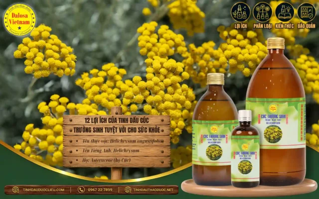 12 Lợi Ích Của Tinh Dầu Cúc Trường Sinh Tuyệt Vời Cho Sức Khoẻ 1 12 lợi ích của tinh dầu cúc trường sinh tuyệt vời cho sức khỏe