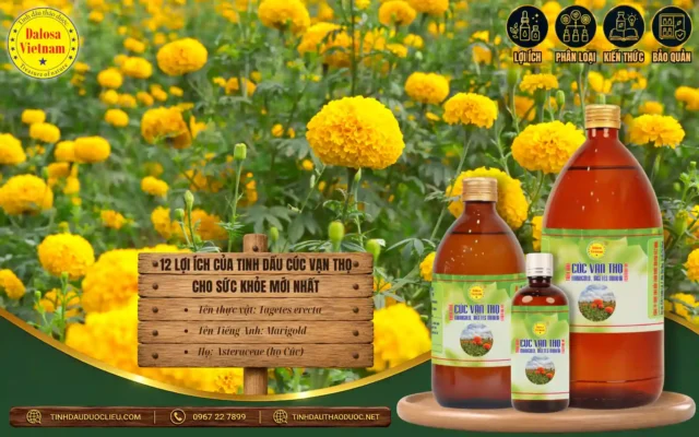 Tinh dầu cúc vạn thọ có nhiều lợi ích cho sức khỏe 
