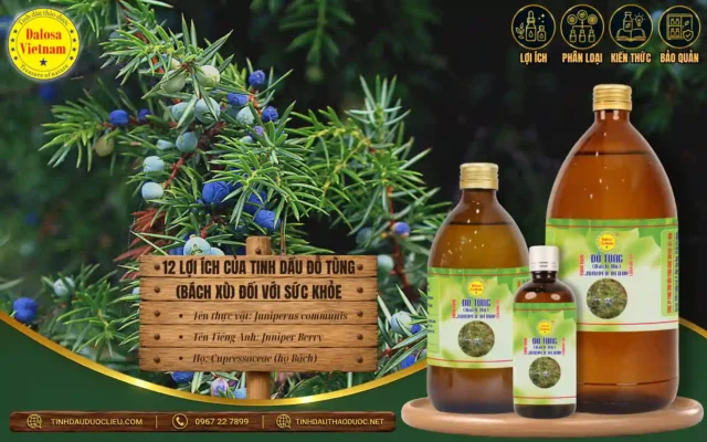 12 lợi ích của tinh dầu bách xù đối với sức khỏe