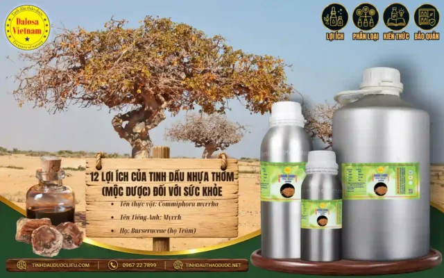 12 Lợi Ích Của Tinh Dầu Nhựa Thơm (Mộc Dược) Đối Với Sức Khoẻ 1 12 lợi ích của tinh dầu nhưa thơm mộc dược với sức khỏe