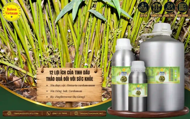 12 Lợi Ích Của Tinh Dầu Thảo Quả Đối Với Sức Khoẻ 1 12 lợi ích của tinh dầu thảo quả đối với sức khỏe
