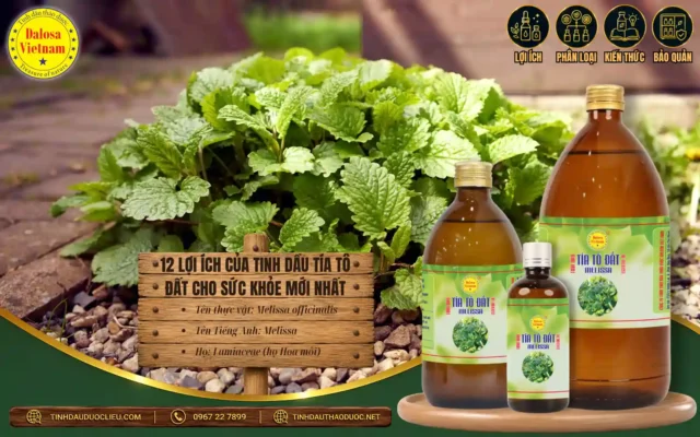 12 lợi ích của tinh dầu tía tô đất cho sức khỏe 
