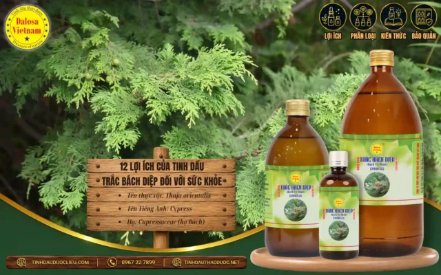 12 lợi ích của tinh dầu trắc bách diệp vơi sức khỏe