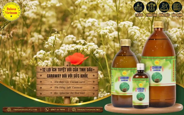 12 lợi ích của tinh dầu caraway đối với sức khỏe 