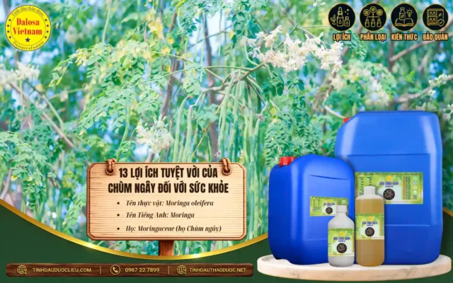 13 lợi ích tuyệt vời của dầu chùm ngây đối với sức khỏe 