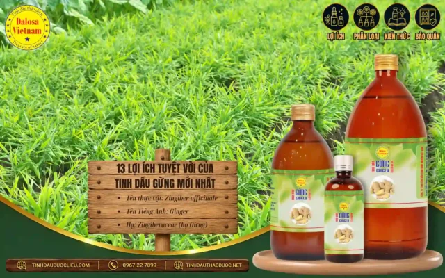 13 lợi ích tuyệt vời của tinh dầu gừng