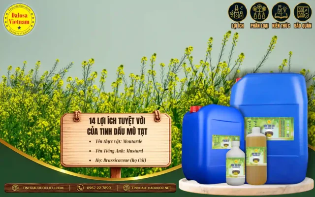 14 lợi ích tuyệt vời của tinh dầu mù tạt 