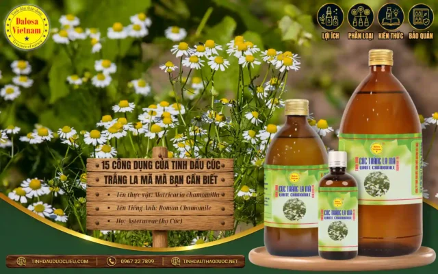 15 Công Dụng Của Tinh Dầu Cúc Trắng La Mã Mà Bạn Cần Biết 1 15 công dụng của tinh dầu cúc trắng la mã mà bạn cần biết