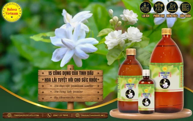 15 Công Dụng Của Tinh Dầu Hoa Lài Tuyệt Vời Cho Sức Khỏe 1 15 công dụng của tinh dầu hoa lài tuyệt vời cho sức khỏe