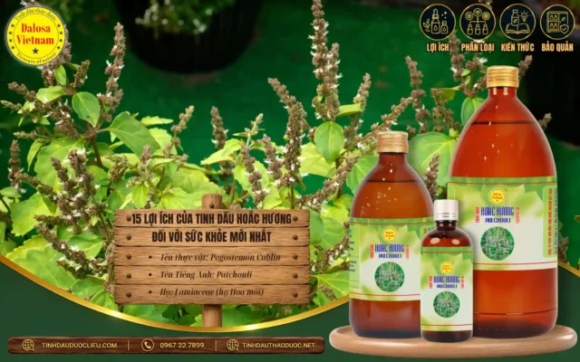 15 Lợi Ích Của Tinh Dầu Hoắc Hương Đối Với Sức Khỏe Mới Nhất 1 15 lợi ích của tinh dầu hoắc hương đối với sức khỏe