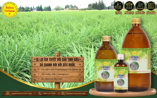 15 lợi ích tuyệt vời của tinh dầu sả chanh đối với sức khỏe
