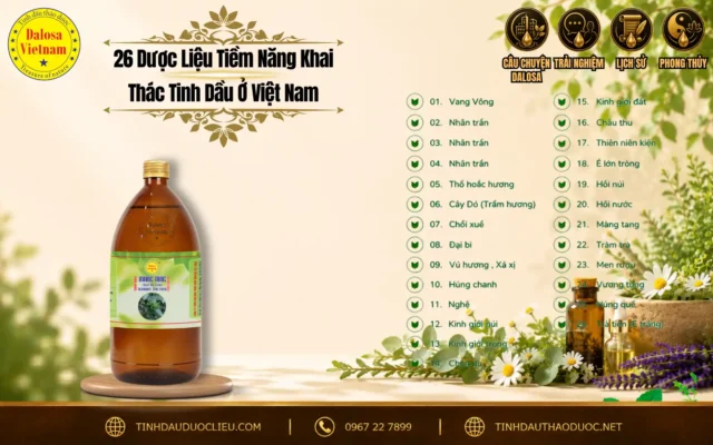 Đồ họa bảng danh sách tổng hợp 26 dược liệu tiềm năng khai thác tinh dầu ở việt nam đặt bên cạnh các khóm hoa lá thảo mộc tươi và chai sản phẩm tinh dầu Dalosa