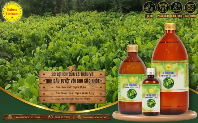 33 Lợi Ích Của Lá Trầu Và Tinh Dầu Tuyệt Vời Cho Sức Khoẻ 1 33 lợi ích của lá trầu và tinh dầu dầu tuyệt vời cho sức khỏe