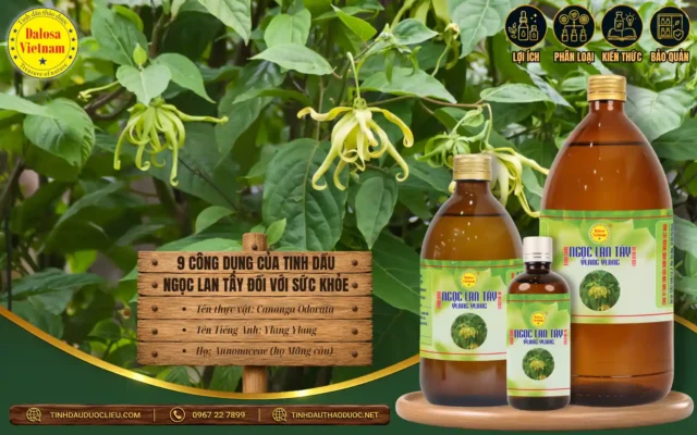 9 Công Dụng Của Tinh Dầu Ngọc Lan Tây Đối Với Sức Khỏe 1 9-cong-dung-cua-tinh-dau-ngoc-lan-tay-doi-voi-suc-khoe