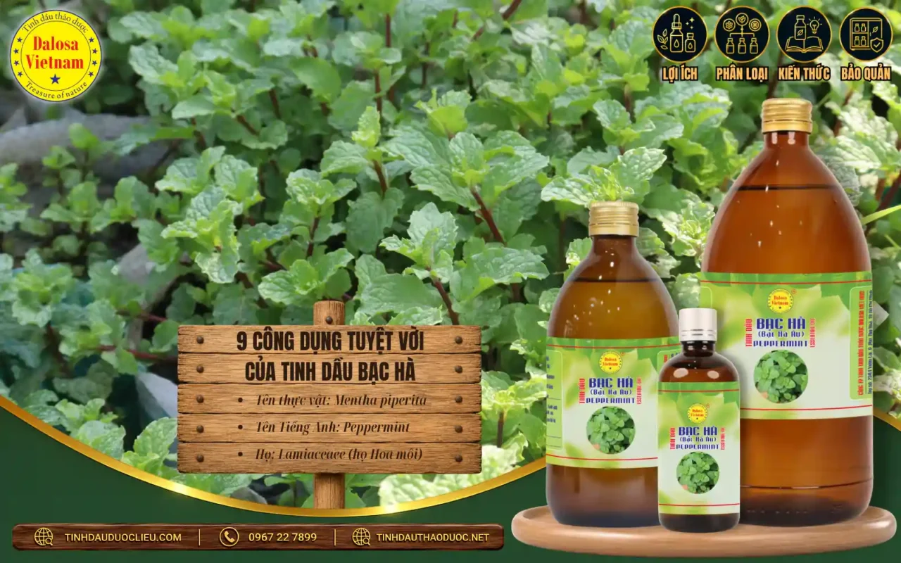 9 Công Dụng Tuyệt Vời của Tinh Dầu Bạc Hà 1 9 công dụng tuyệt vời của tinh dầu bạc hà