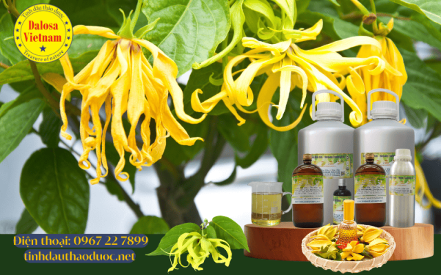 9-loi-ich-suc-khoe-cua-tinh-dau-ngoc-lan-tay-ylang-ylang-essential-oil