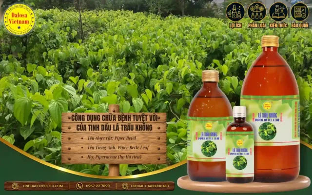 Công Dụng Chữa Bệnh Tuyệt Vời Của Tinh Dầu Lá Trầu Không 1 Tinh dầu lá trầu không có tác dụng chữa bệnh