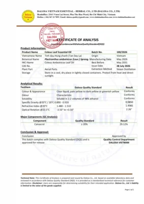 Tinh Dầu Húng Chanh (Tần Dày Lá)- Coleus Leaf Essential Oil 4 coa coleus leaf essential oil