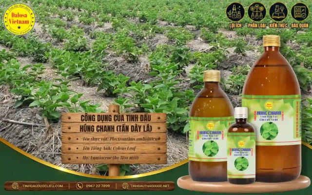 Công Dụng Của Tinh Dầu Húng Chanh (Tần Dày Lá) 1 Công dụng của tinh dầu húng chanh
