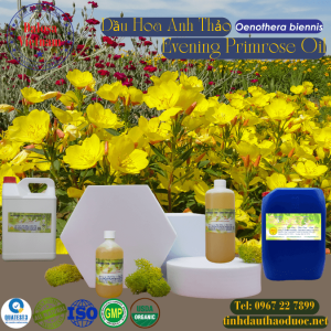 Dầu Hoa Anh Thảo - Evening Primrose 1 Lít