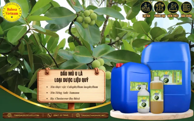 Dầu Mù U Là Loại Dược Liệu Quý 1 Dầu mù u là loại dược liệu quý
