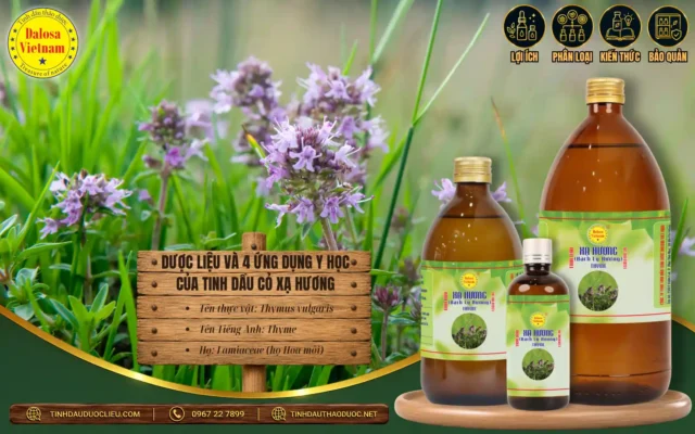 Dược Liệu và 4 Ứng Dụng Y Học Của Tinh Dầu Cỏ Xạ Hương 1 Dược liệu và 4 ứng dụng y học của tinh dầu cỏ xạ hương