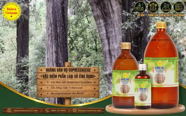 Hoàng Đàn - Họ Cupressaceae Đặc Điểm Phân Loại và Ứng Dụng 1 Hoàng đàn họ cupressaceae đặc điểm phân loại và ứng dụng