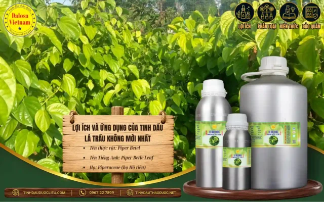 Lợi Ích Và Ứng Dụng Của Tinh Dầu Lá Trầu Không Mới Nhất 1 Lá trầu không có nhiều lợi ích và ứng dụng