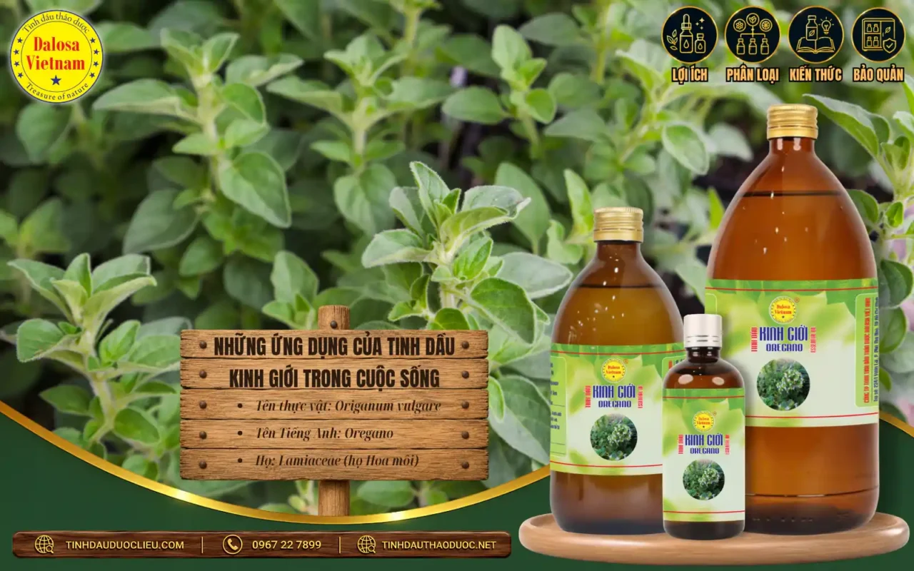 Những Ứng Dụng Của Tinh Dầu Kinh Giới Trong Cuộc Sống 1 Những ứng dụng của tinh dầu kinh giới trong cuộc sống