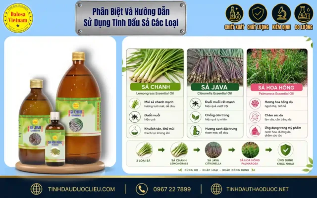Bảng đồ họa chi tiết giúp phan biet va huong dan su dung tinh dau sa cac loai đặt bên cạnh hình ảnh cây sả tươi và bộ sản phẩm Dalosa