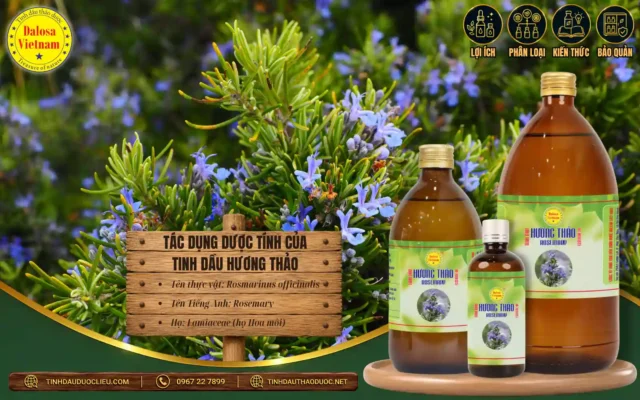 Tác Dụng Dược Tính Của Tinh Dầu Hương Thảo 1 Tác dụng của tinh dầu hương thảo