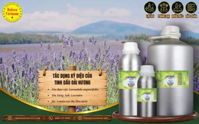 Tác Dụng Kỳ Diệu Của Tinh Dầu Oải Hương 1 Tác dụng kỳ diệu của tinh dầu oải hương
