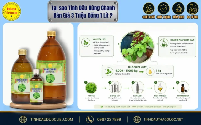 Sơ đồ infographic bóc tách lý do tại sao tinh dầu húng chanh bán giá 3 triệu đồng 1 lít dựa trên hàm lượng dưỡng chất và quy trình sản xuất của Dalosa.