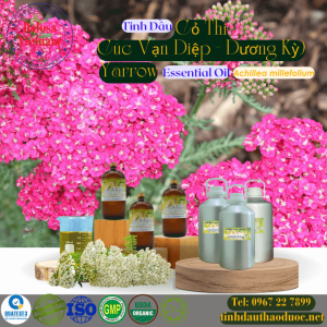 Tinh Dầu Cỏ Thi - Yarrow Essential Oil