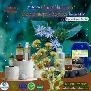 Tinh Dầu Cúc Chỉ Thiên - Elephantopus Scaber Essential Oil 1 Lít