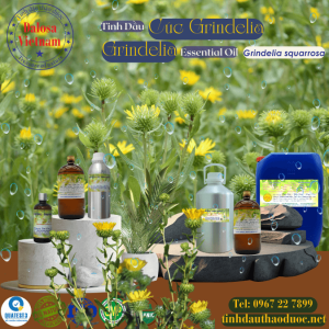 Tinh Dầu Cúc Grindelia - Grindelia Essential Oil 1 Lít